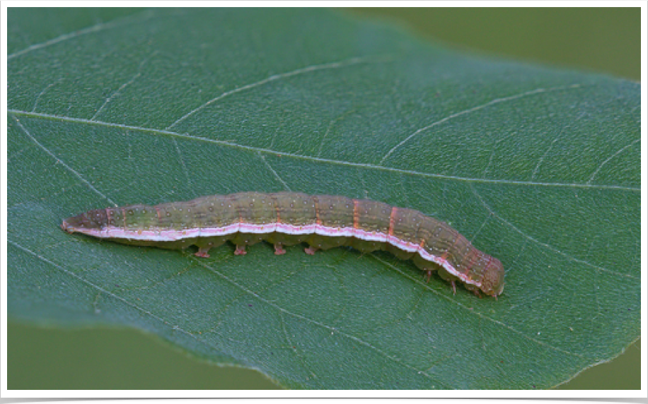 Anticarsia gemmatalis
Velvetbean Caterpillar
Pickens County, Alabama Anticarsia gemmatalis
Velvetbean Caterpillar
Pickens County, Alabama